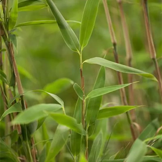 Fargesia murieliae 'Super Jumbo'