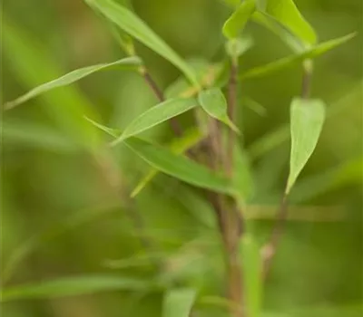 Fargesia murieliae 'Bimbo'