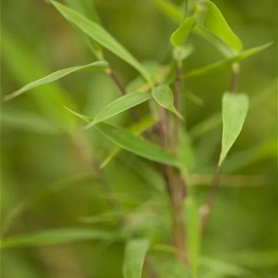 Fargesia murieliae 'Bimbo'