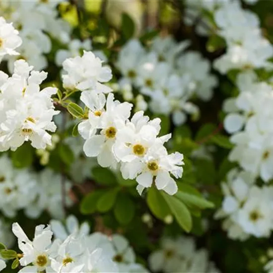 Exochorda 'The Bride'