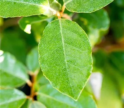 Elaeagnus ebbingei (x) 'Compacta'