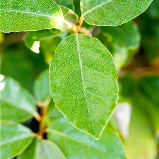 Elaeagnus ebbingei (x) 'Compacta'