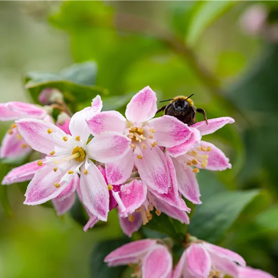 Deutzia hybrida (x) 'Strawberry Fields'