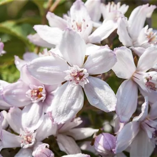 Deutzia hybrida (x) 'Mont Rose'