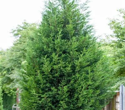 Cupressocyparis (x) leylandii