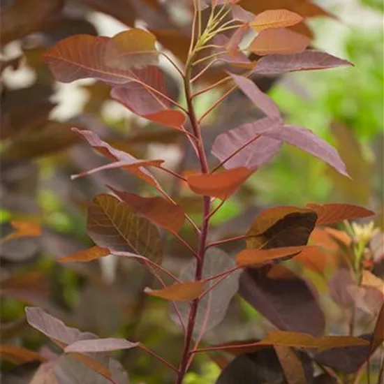 Cotinus 'Grace'