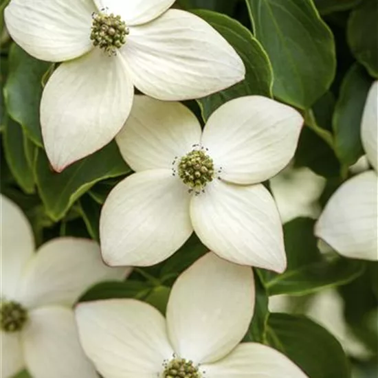 Cornus kousa 'Wieting's Select'