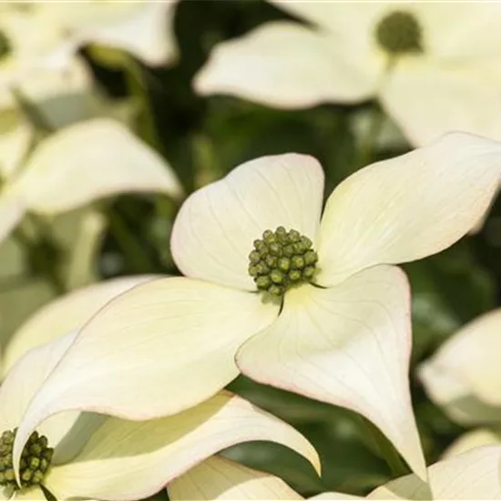 Cornus kousa 'Schmetterling'