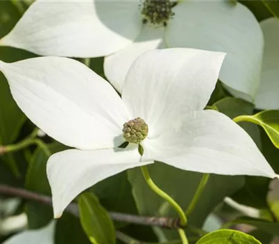 Cornus kousa 'Milky Way'