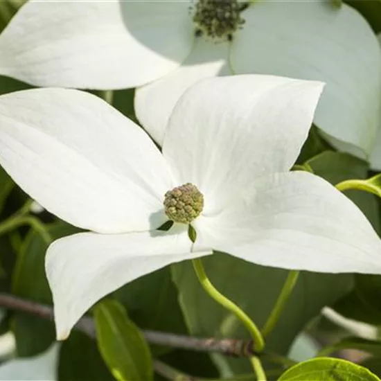 Cornus kousa 'Milky Way'