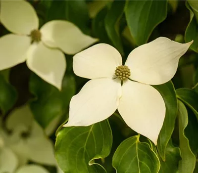 Cornus kousa 'Claudia'