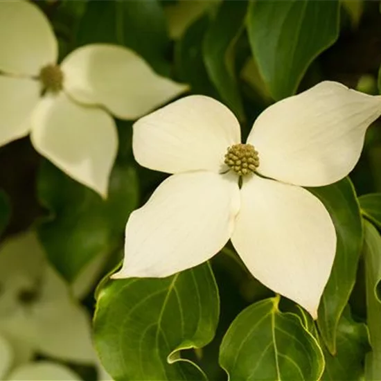 Cornus kousa 'Claudia'