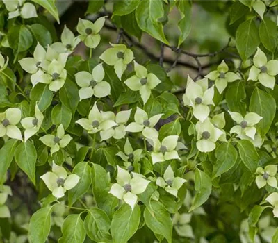 Cornus kousa 'China Girl'