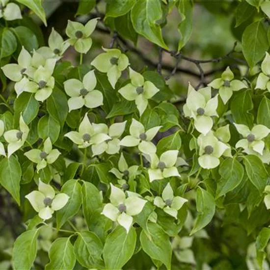 Cornus kousa 'China Girl'