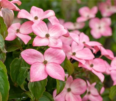 Cornus florida f. rubra