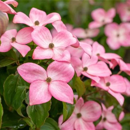 Cornus florida f. rubra