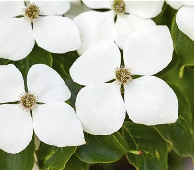 Cornus 'Eddie's White Wonder'