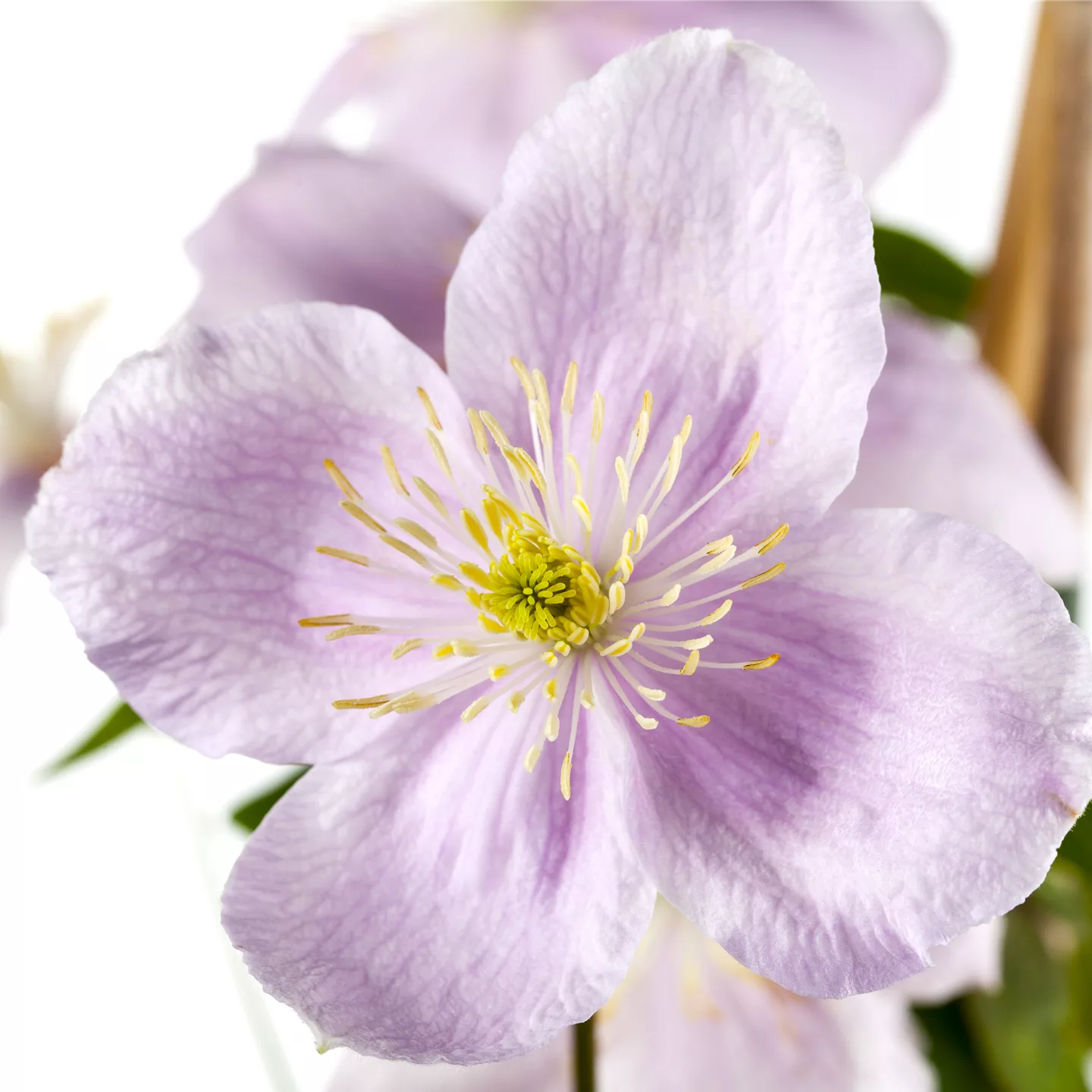 Clematis montana var. rubens