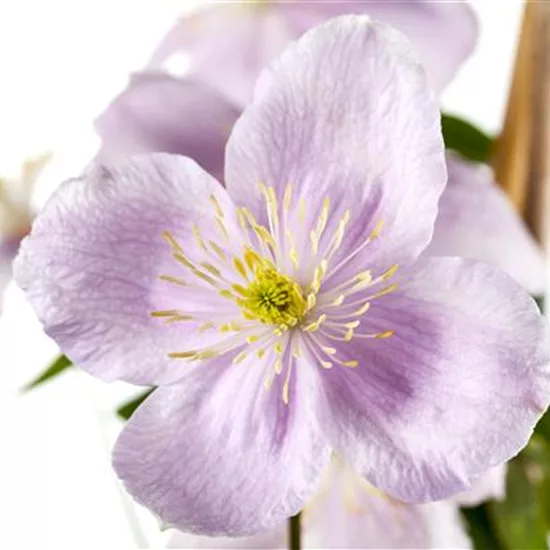 Clematis montana var. rubens