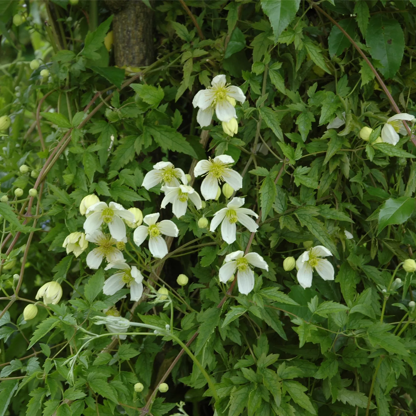 Clematis montana var. grandiflora