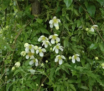 Clematis montana var. grandiflora