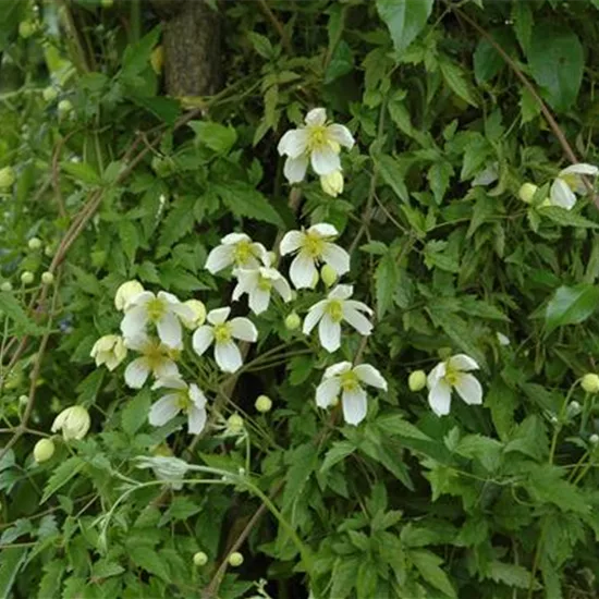 Clematis montana var. grandiflora