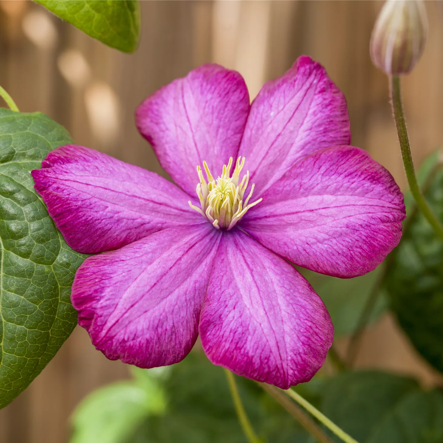 Clematis (Viticella-Gruppe) 'Ville de Lyon'