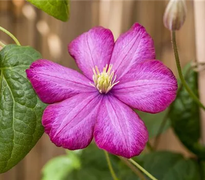 Clematis (Viticella-Gruppe) 'Ville de Lyon'