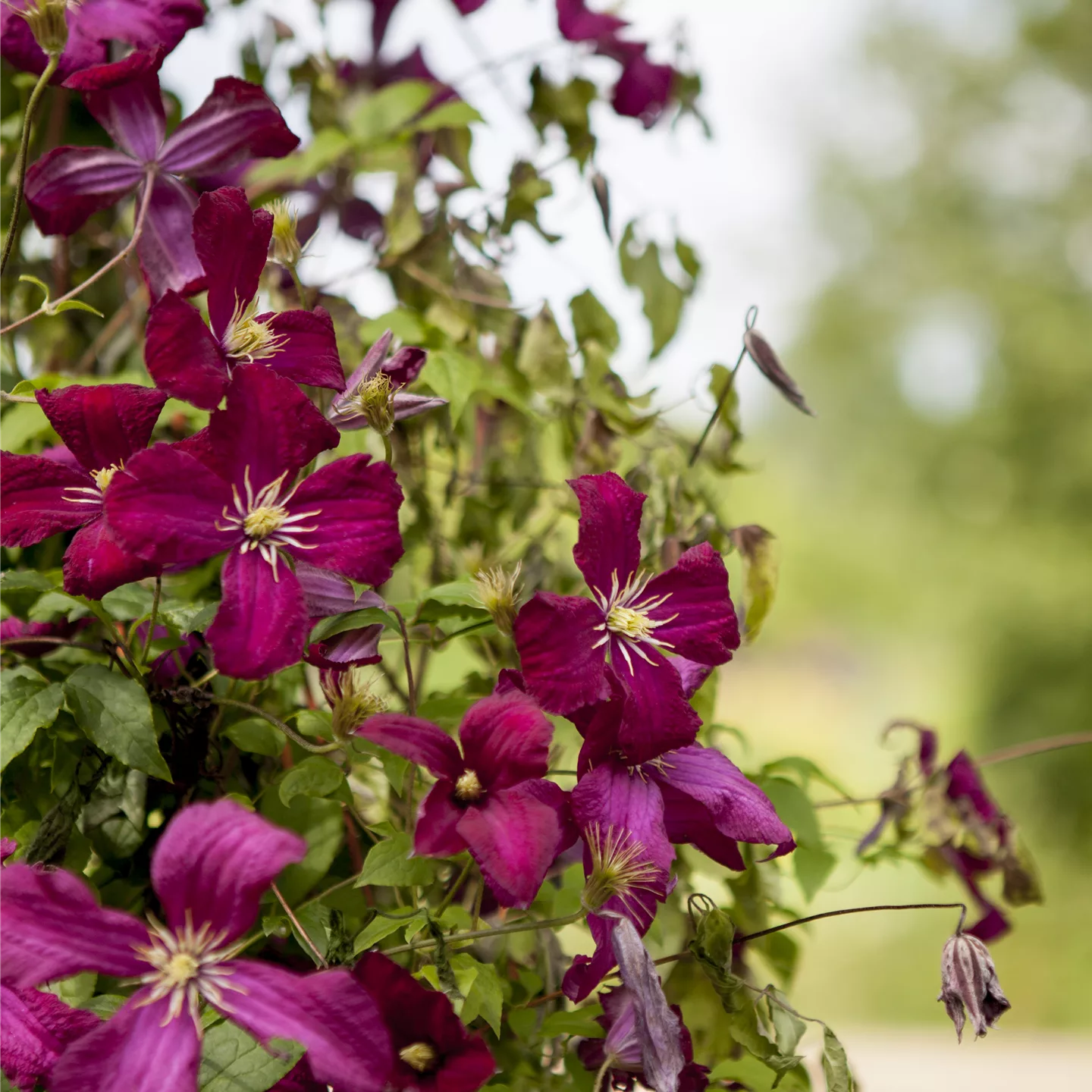 Clematis (Viticella-Gruppe) 'Madame Julia Correvon