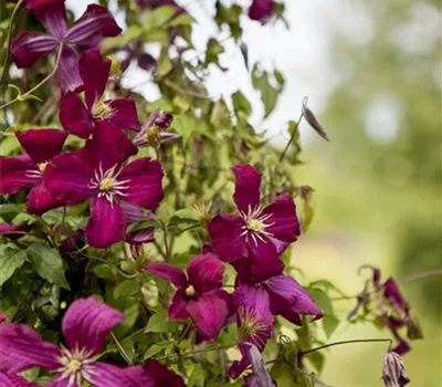 Clematis (Viticella-Gruppe) 'Madame Julia Correvon