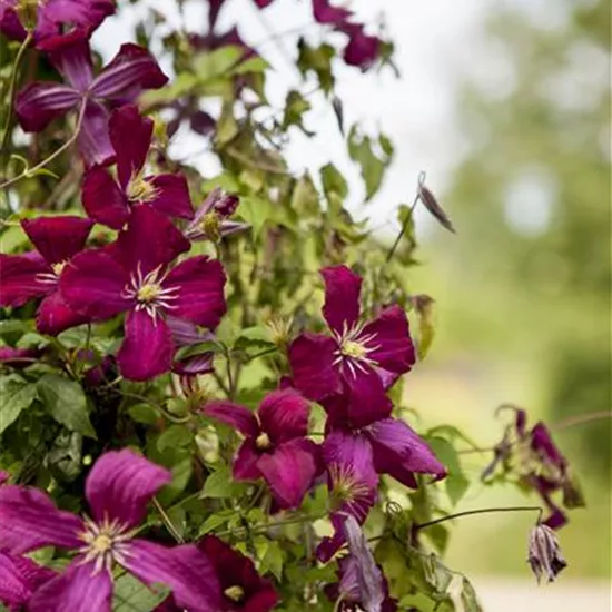 Clematis (Viticella-Gruppe) 'Madame Julia Correvon