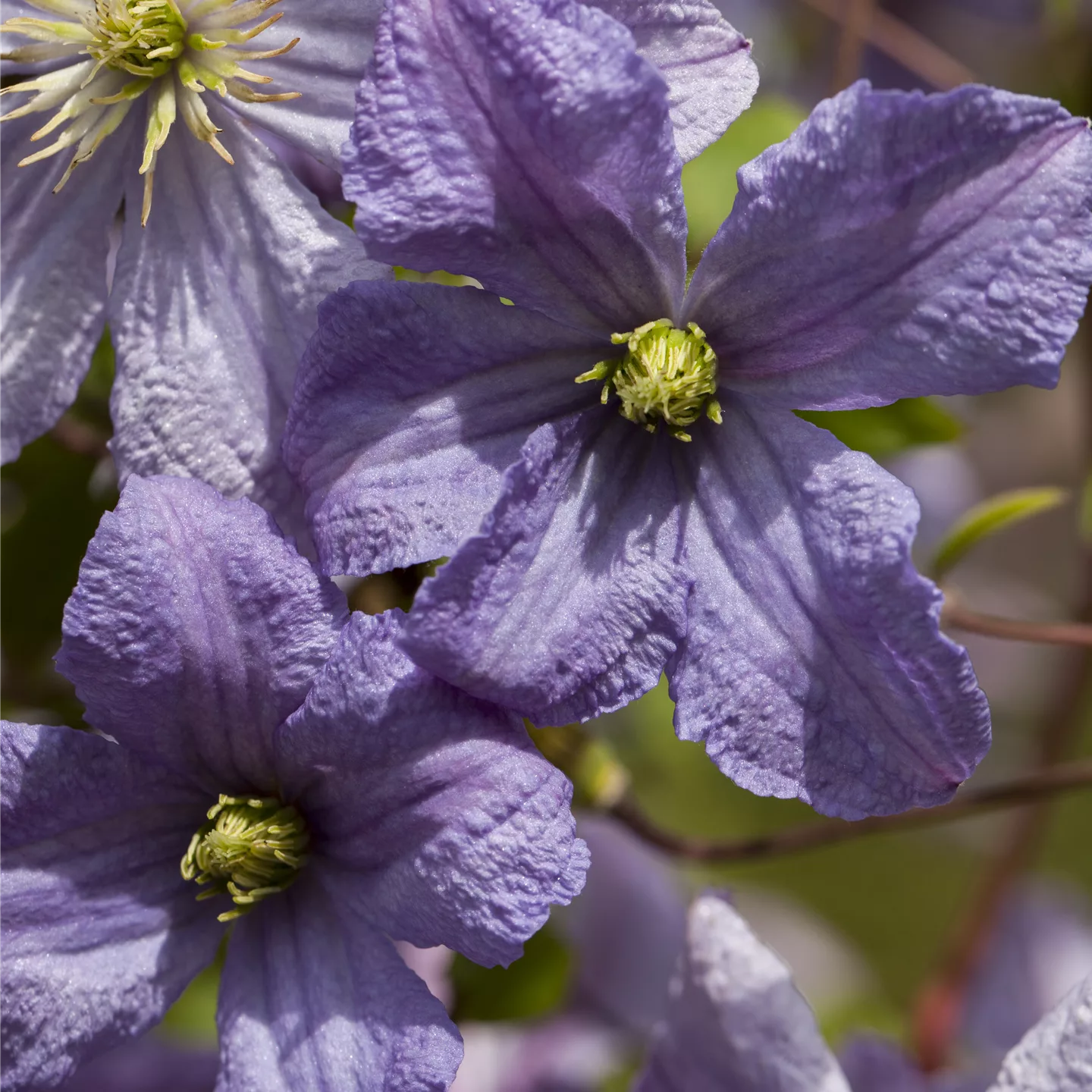 Clematis (Viticella-Gruppe) 'Emilia Plater'