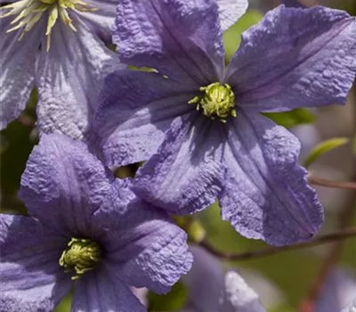 Clematis (Viticella-Gruppe) 'Emilia Plater'