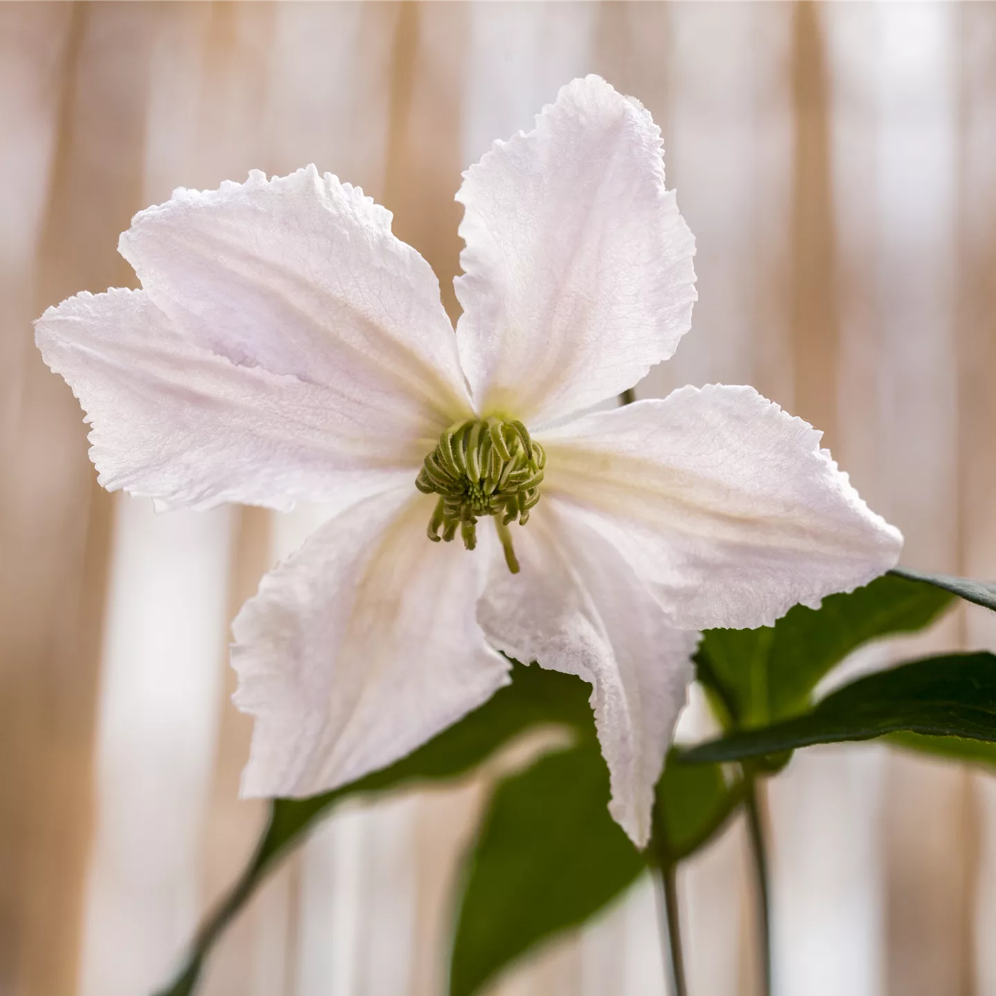 Clematis (Viticella-Gruppe) 'Alba Luxurians'