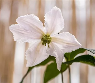 Clematis (Viticella-Gruppe) 'Alba Luxurians'