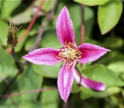 Clematis (Texensis-Gruppe) 'Duchess of Albany'