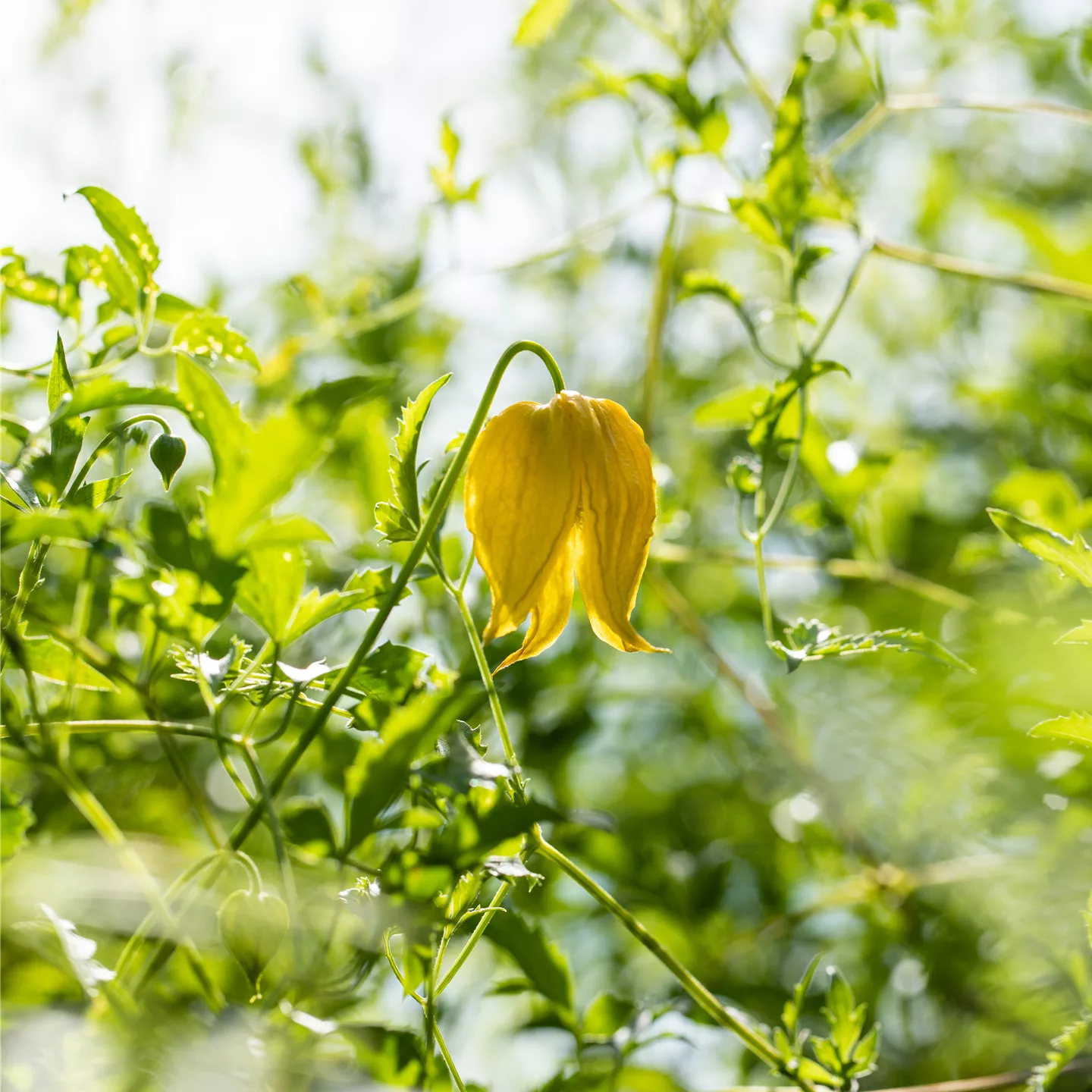 Clematis (Tangutica-Gruppe) 'Golden Tiara'