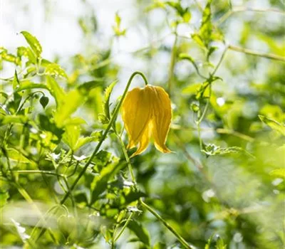 Clematis (Tangutica-Gruppe) 'Golden Tiara'