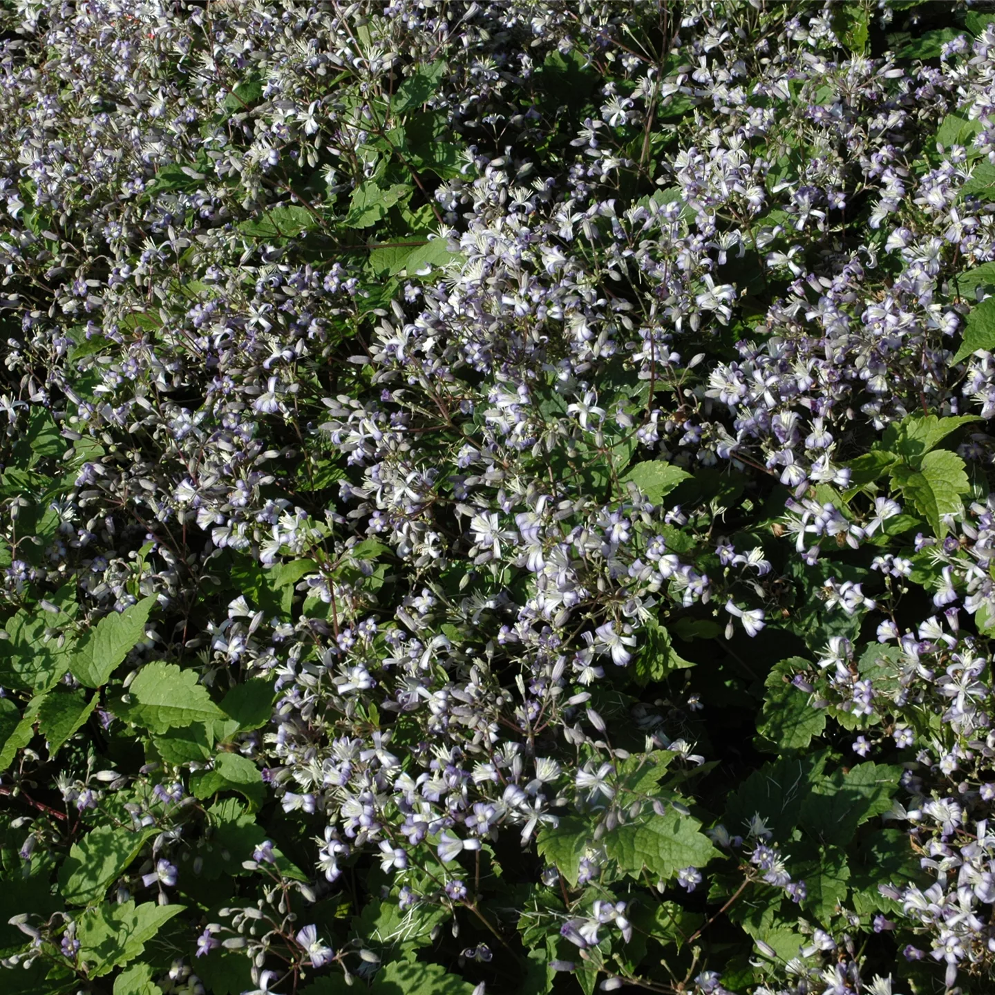 Clematis (Heracleifolia-Gruppe) 'Praecox'