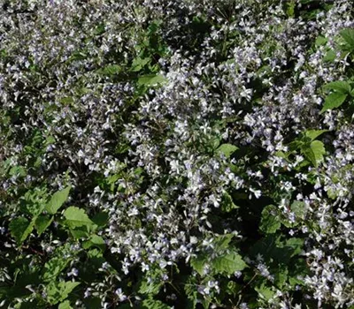 Clematis (Heracleifolia-Gruppe) 'Praecox'