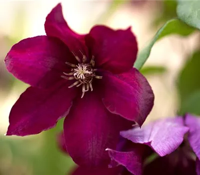 Clematis (Grossbl., spätblüh. Gruppe) 'Rouge Cardi