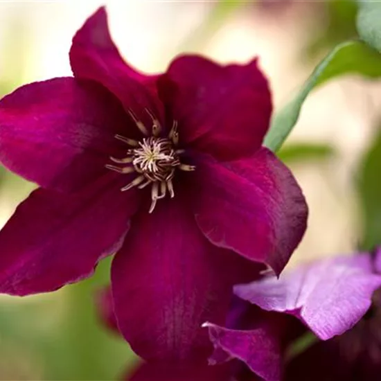 Clematis (Grossbl., spätblüh. Gruppe) 'Rouge Cardi