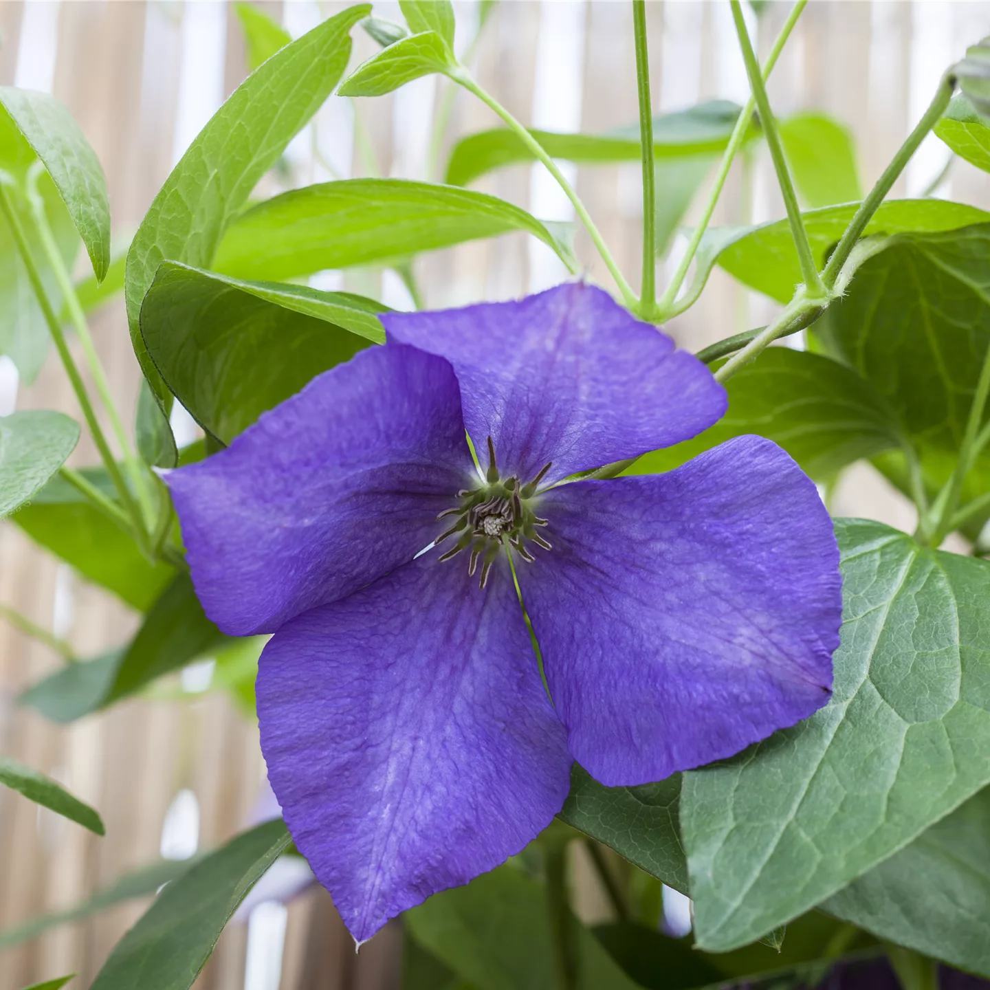 Clematis (Grossbl., spätblüh. Gruppe) 'Jackmanii'