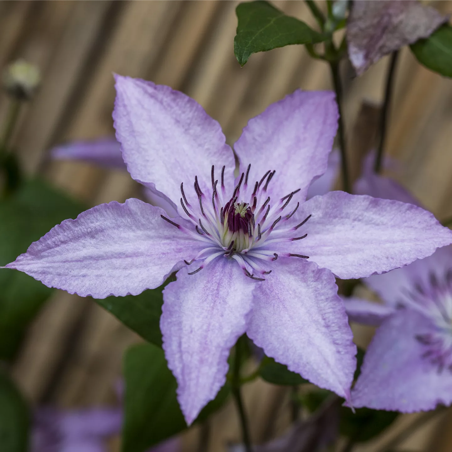 Clematis (Grossbl., spätblüh. Gruppe) 'Hagley Hybr