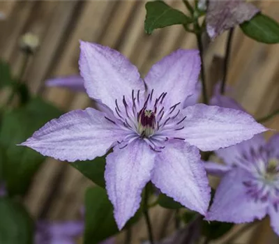 Clematis (Grossbl., spätblüh. Gruppe) 'Hagley Hybr