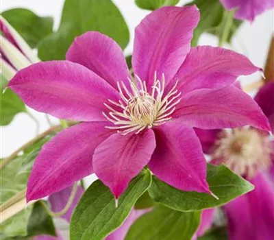 Clematis (Grossbl., spätblüh. Gruppe) 'Comtesse de