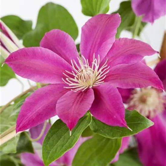 Clematis (Grossbl., spätblüh. Gruppe) 'Comtesse de