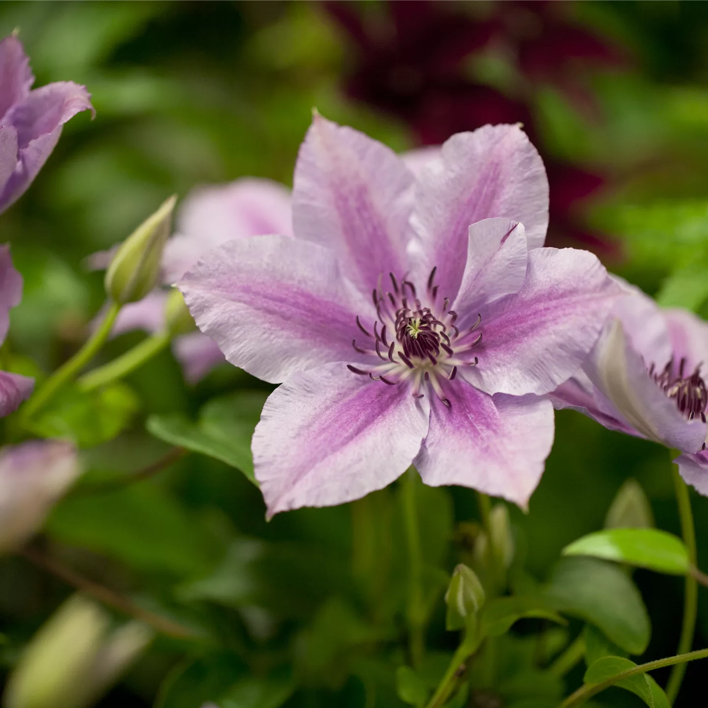 Clematis (Grossbl., frühblüh. Gruppe) 'Nelly Moser