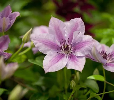 Clematis (Grossbl., frühblüh. Gruppe) 'Nelly Moser