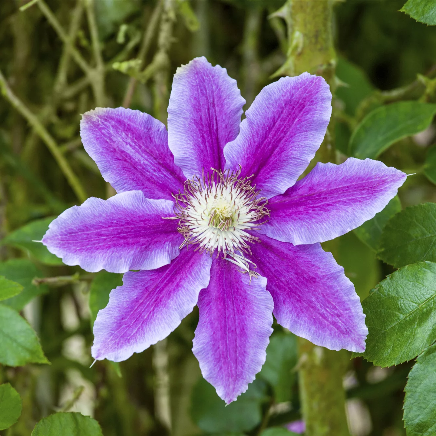 Clematis (Grossbl., frühblüh. Gruppe) 'Barbara Jac